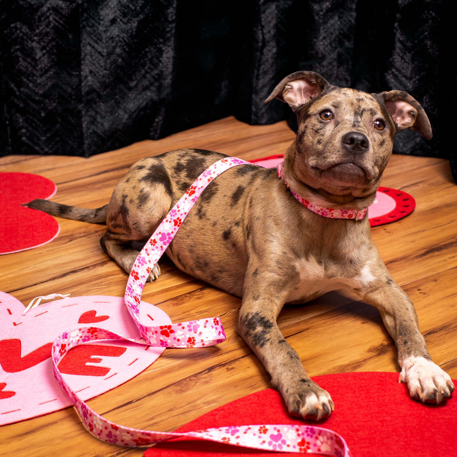 Country Brook Petz® Puppy Love Martingale Dog Collar