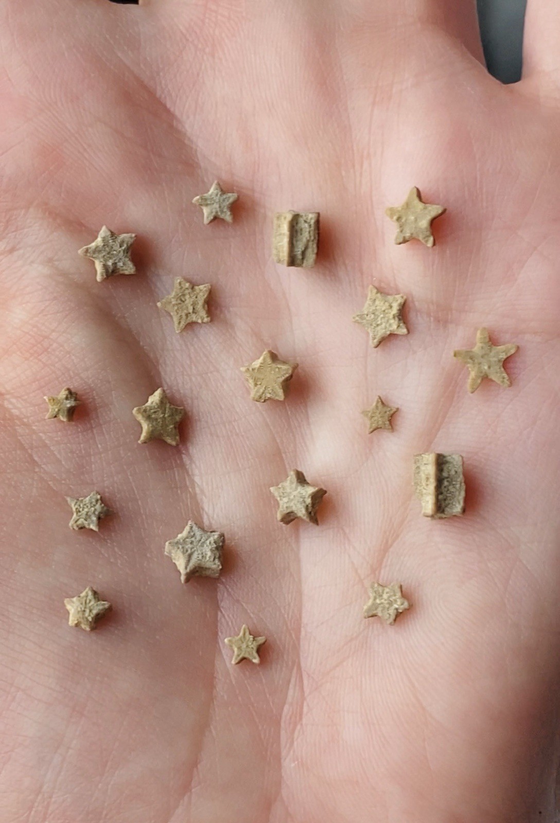 A Bottle of 18 Crinoid Star Fossils