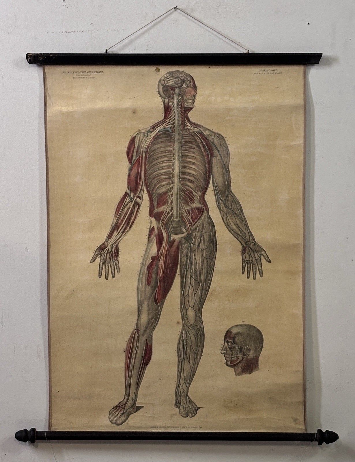 Antique 19th Century Kelloggs Bourgery Jacob Neurology Anatomical School Poster