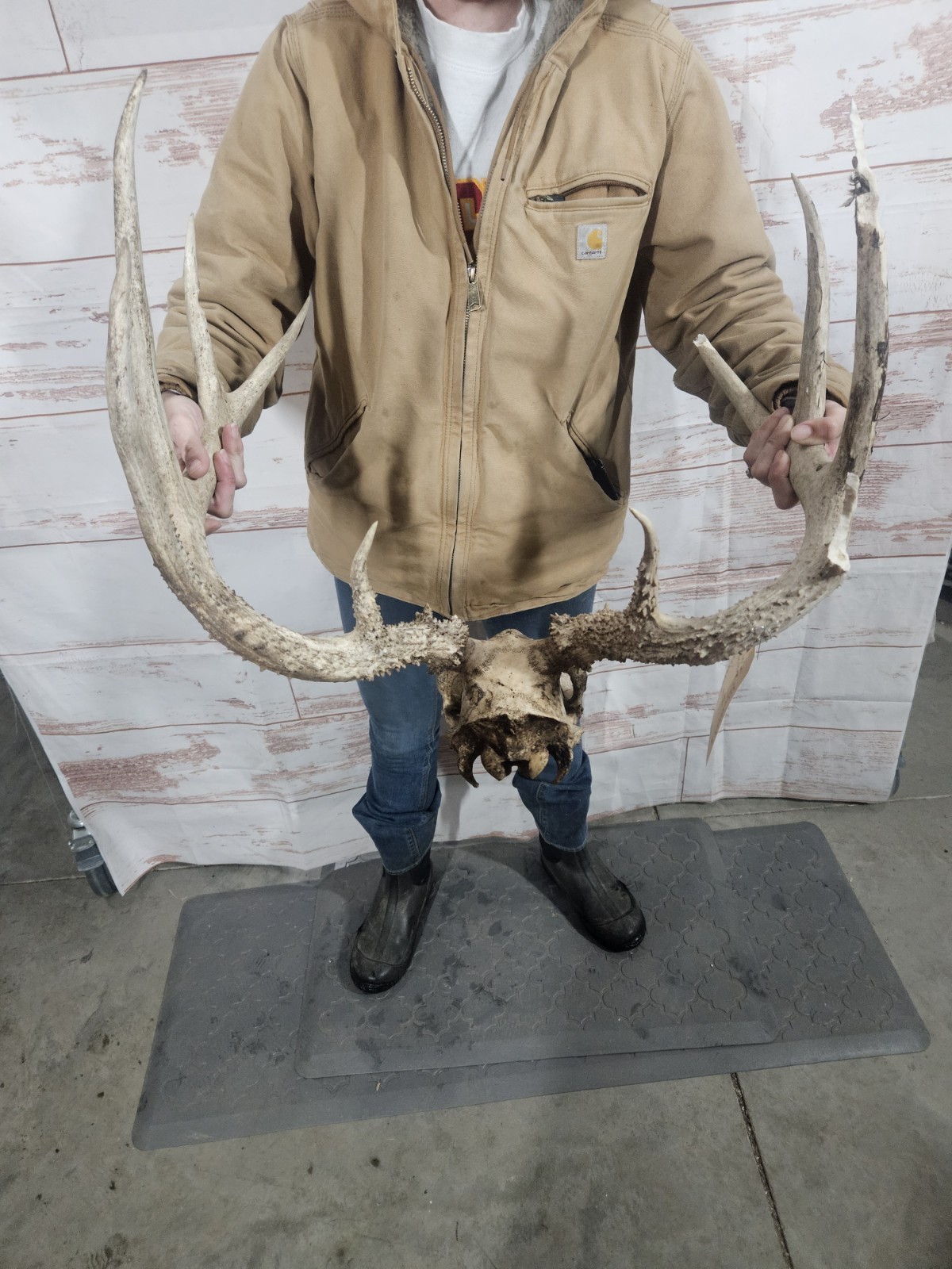 Wild 10 Point Whitetail Deer Antler Rack Horn European Skull Mount Man Cave 155"