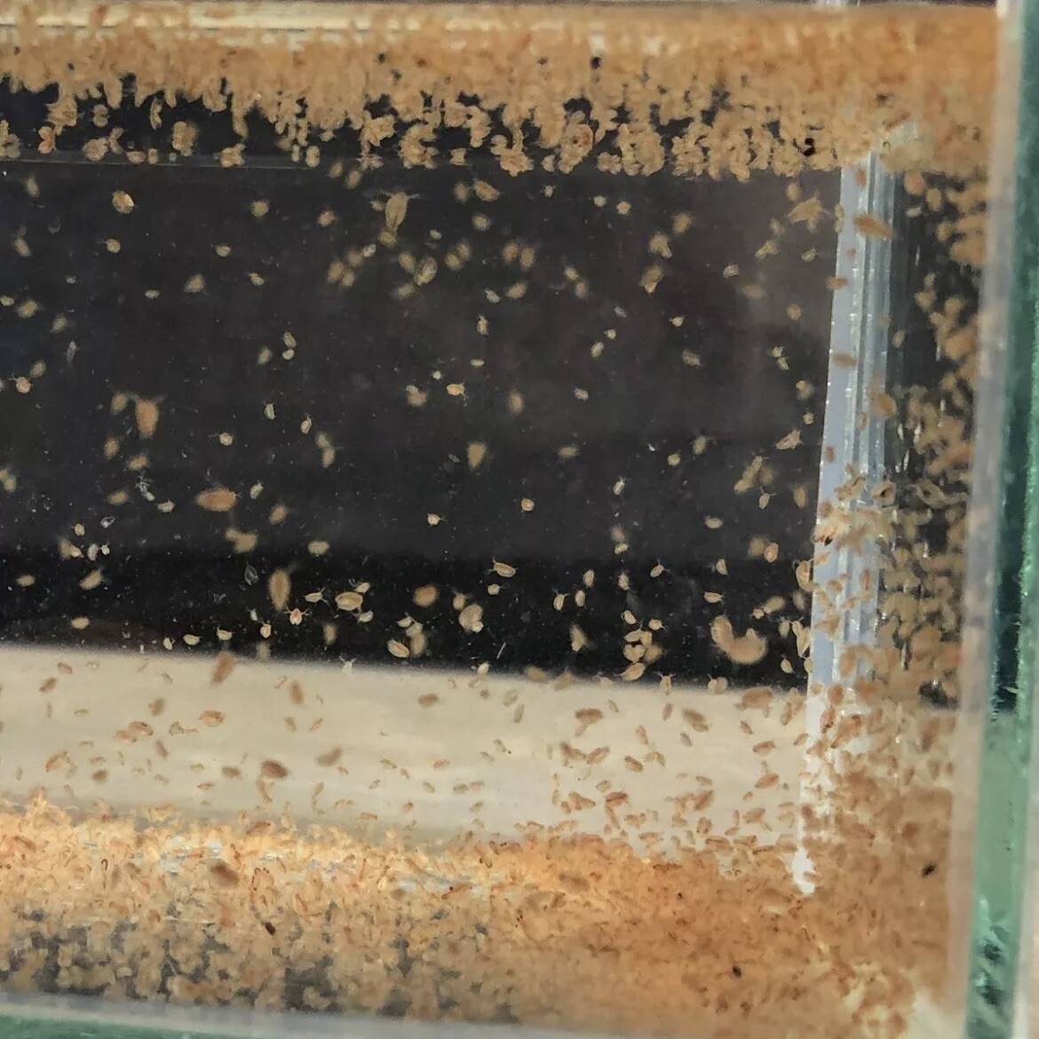 3,000+  Live Daphnia Magna FREE PRIORITY SHIPPING