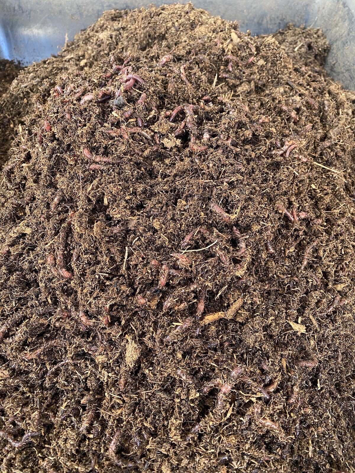 1lb Of Red Composting Worms