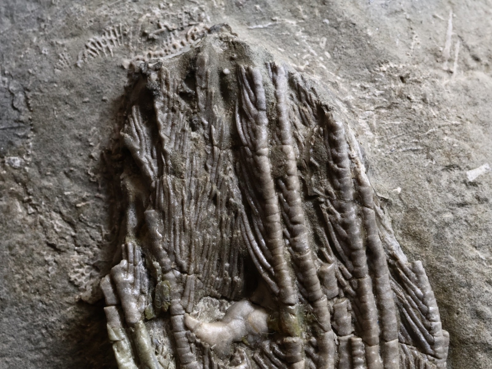Big Abrotocrinus unicus Fossil Crinoid, Crawfordsville, Indiana