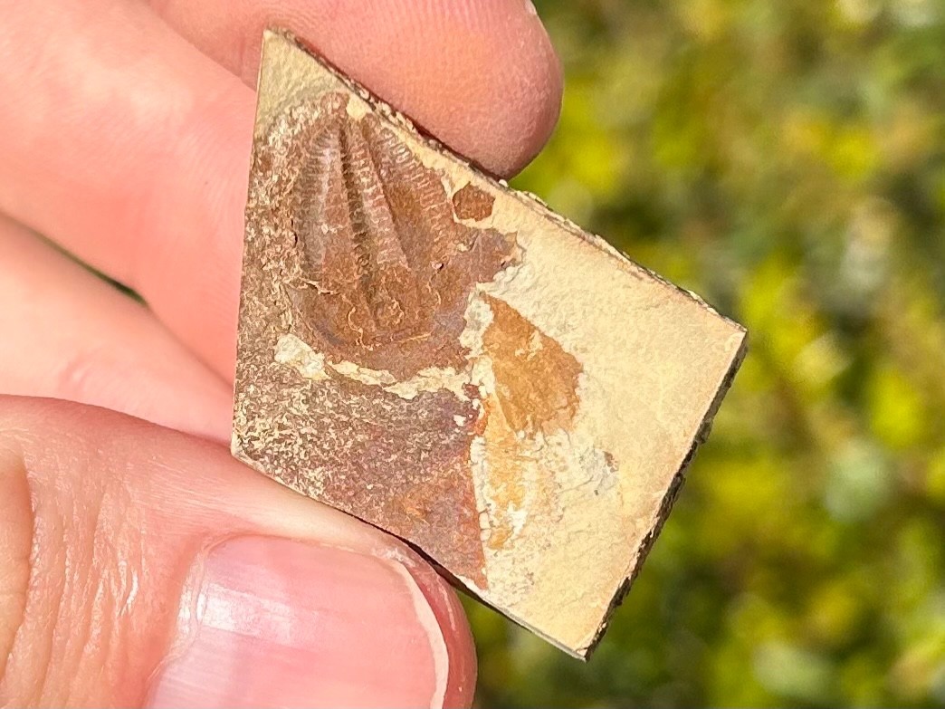 Georgia Fossil Trilobite Aphelaspis brachyphasis Conasauga Formation Cambrian