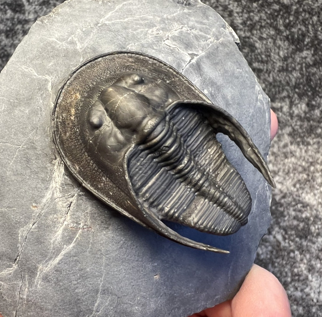 Harpes aff. perradiatus Trilobite Fossil – Collector Specimen