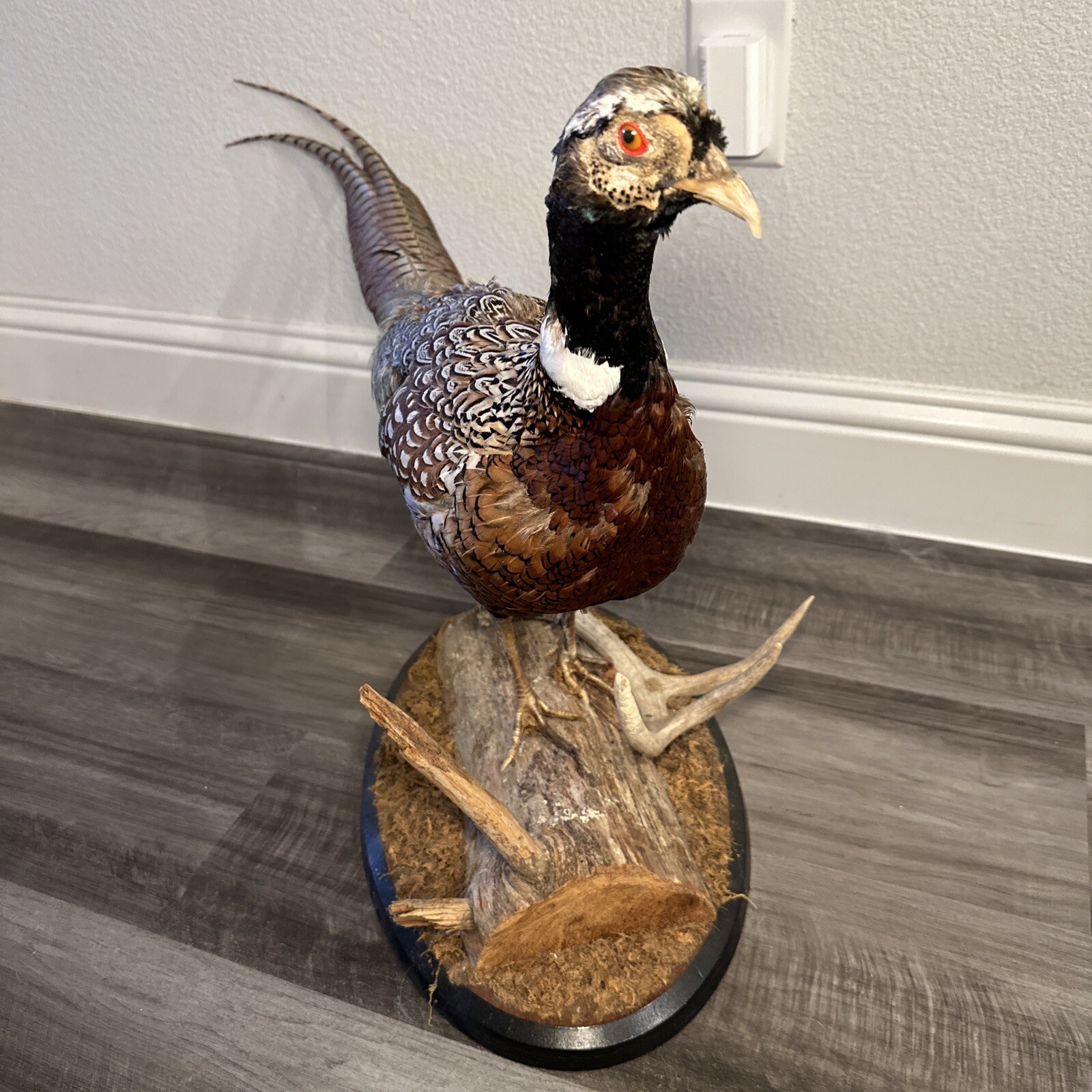 Pheasant Ring Neck Taxidermy Table / Shelf Display Mount