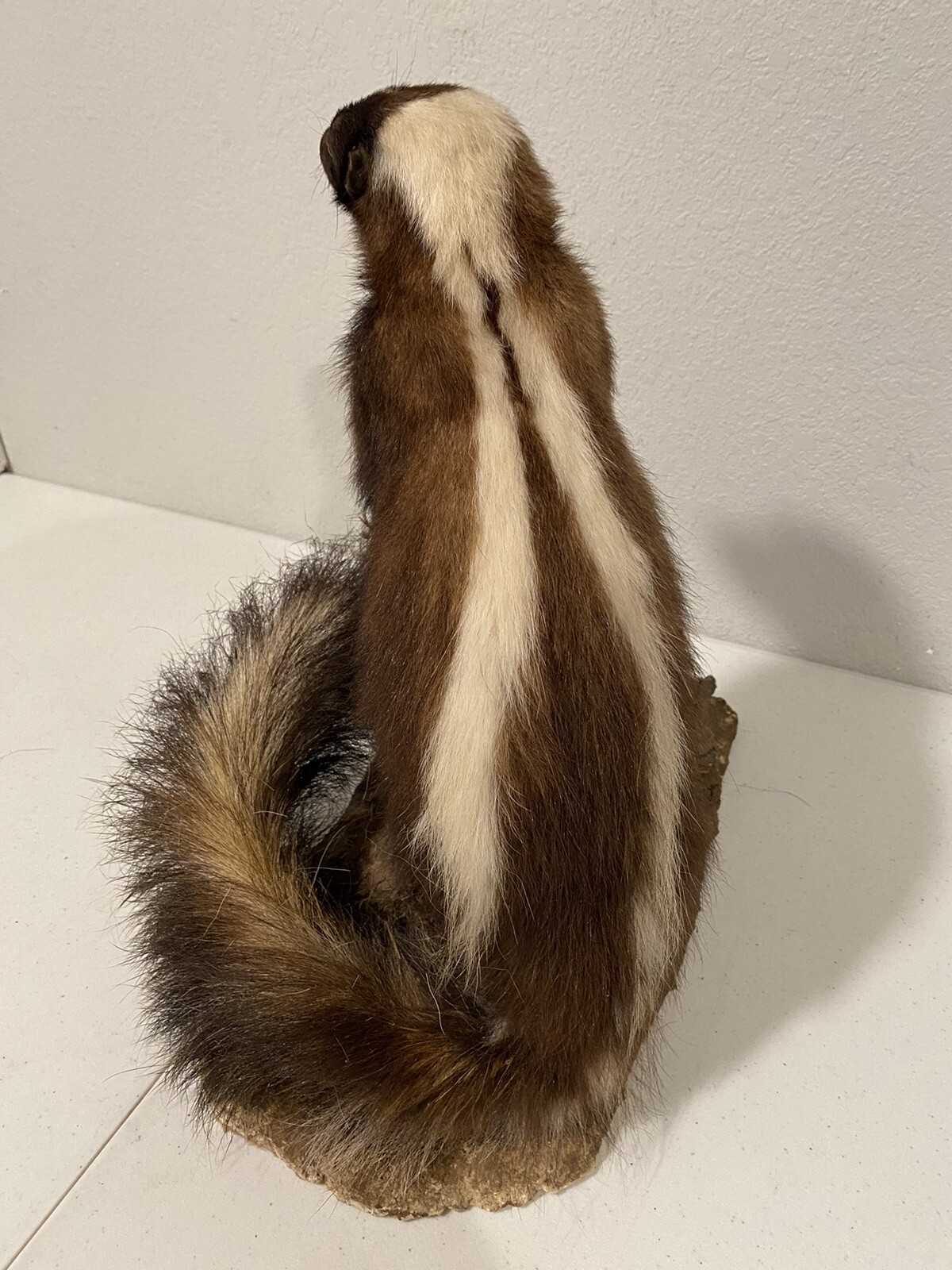 Rare Adult Brown Striped Skunk Taxidermy Mounted 16” Tall Vintage Oddity NICE