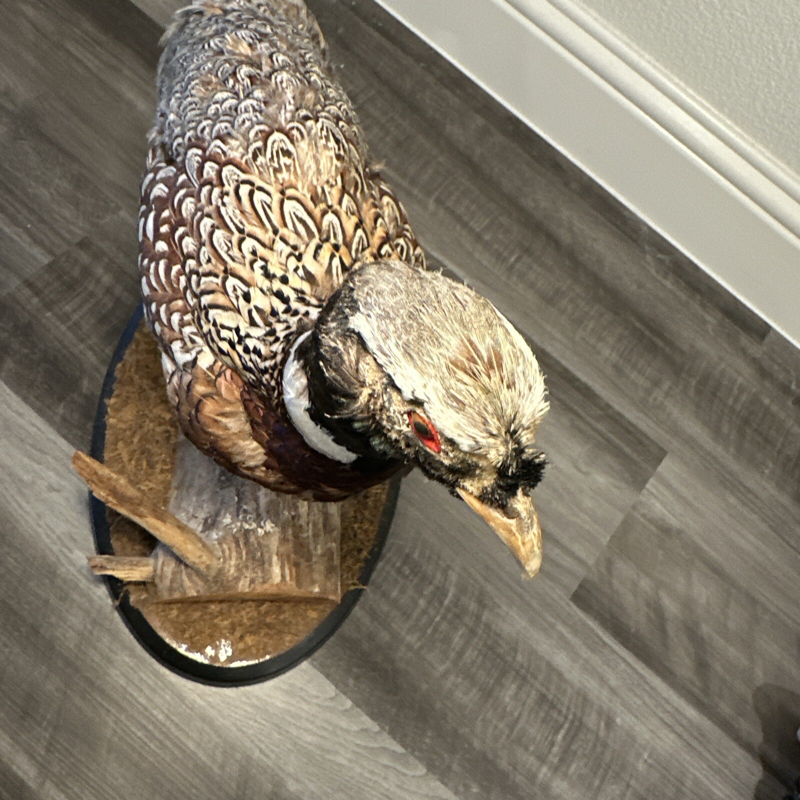 Pheasant Ring Neck Taxidermy Table / Shelf Display Mount
