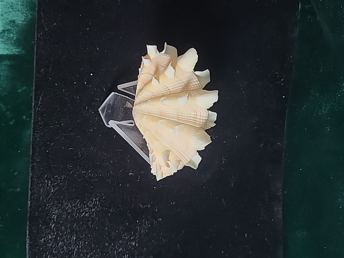 Vintage Whole Tridacna Squamosa Clam Shell Small Fan