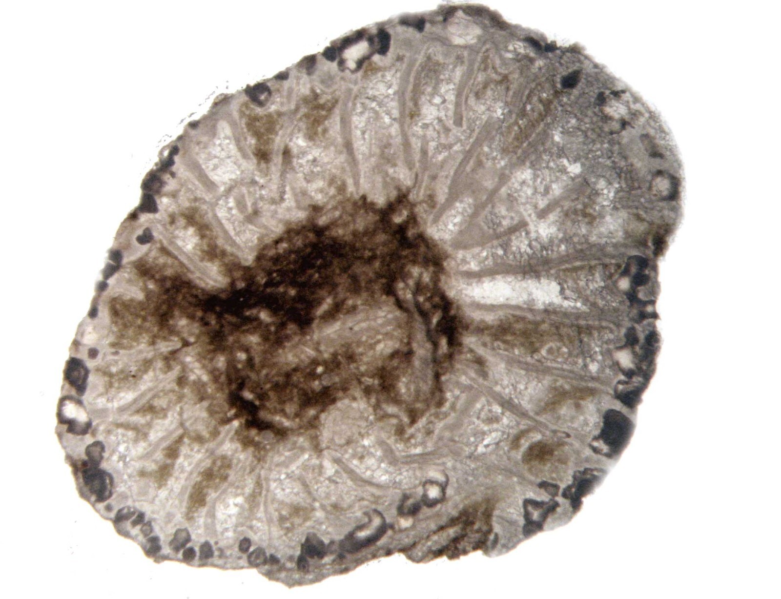 Geological Rock Formation & fossil Thin Section collection 100 slides in case