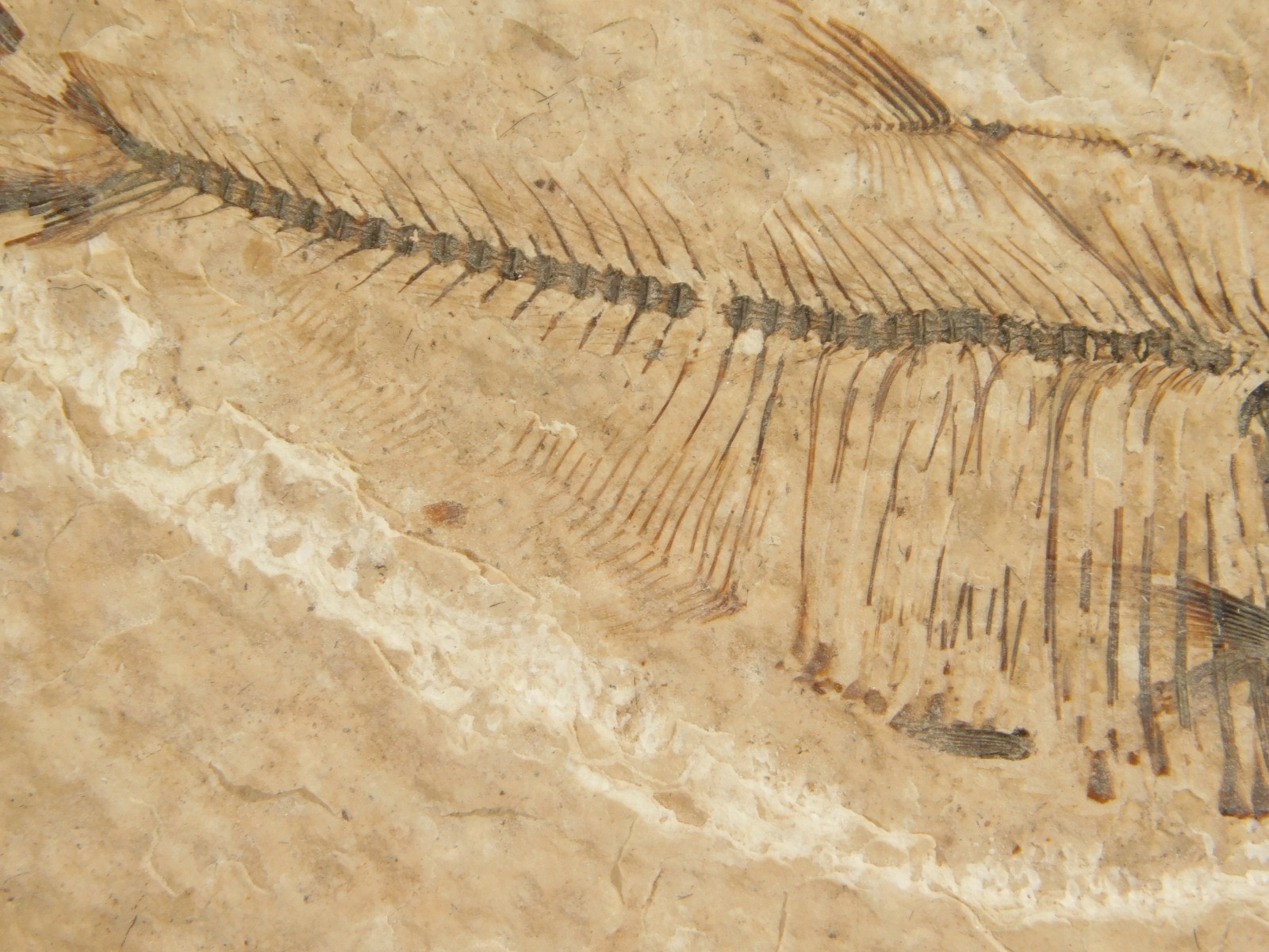 X-RAY Bones! 50 Million Year Old Diplomystus FISH FOSSIL Wyoming 152gr