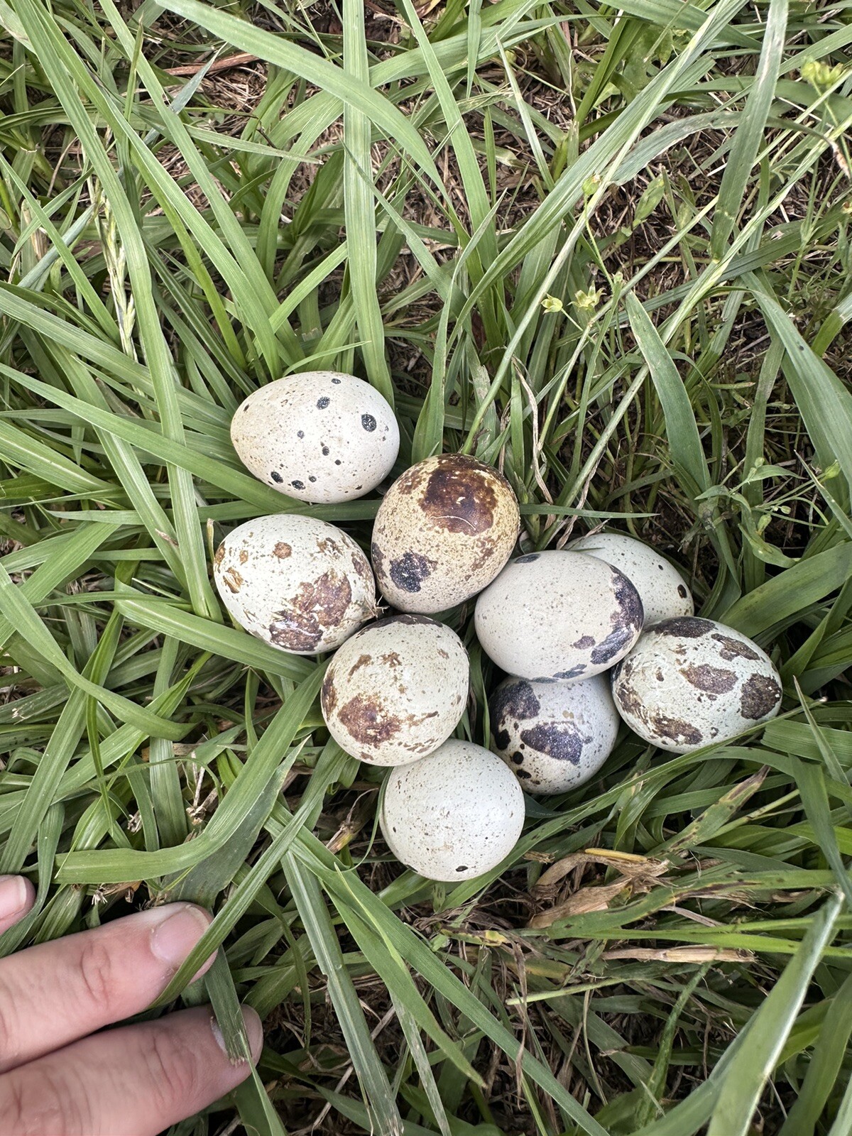 Quail 12++Jumbo Texas A&M Large Egg Layer Great meat priority ship and foam pack