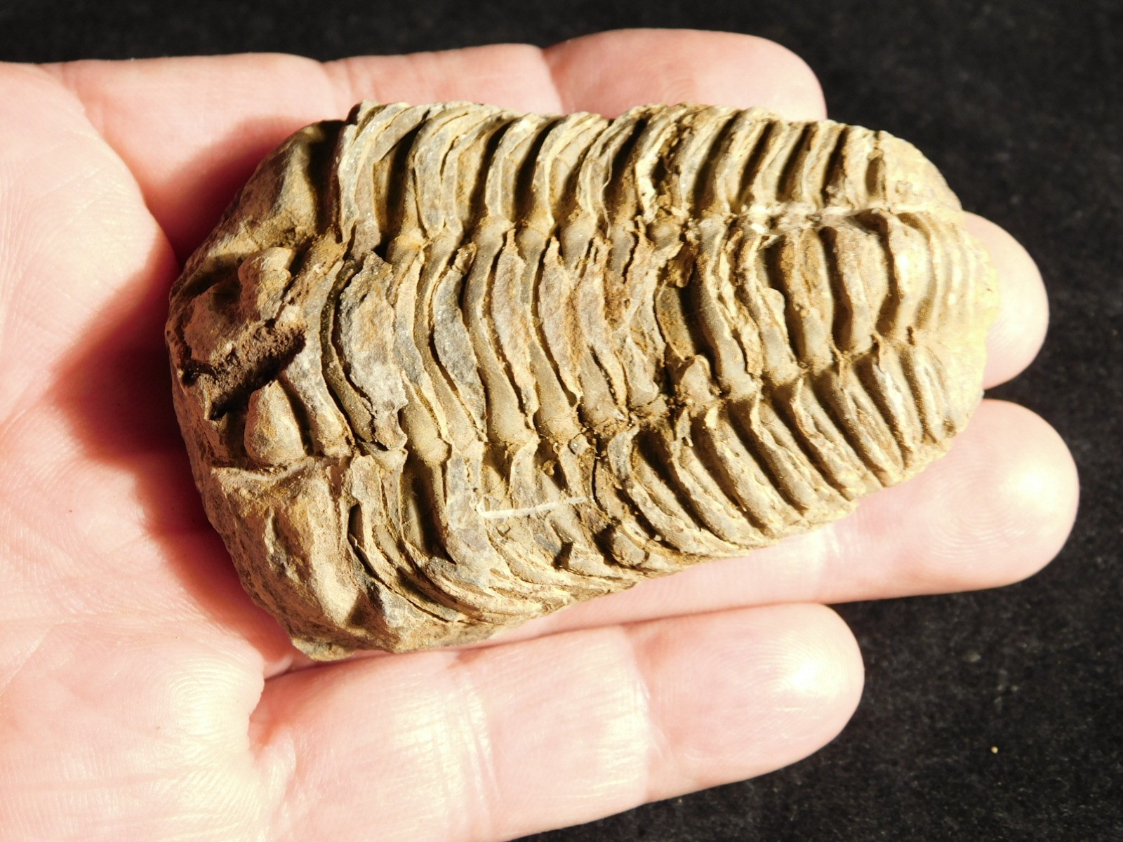 Big! 460 MILLION Year Old! Flexicalymene TRILOBITE Fossil Morocco 2.31