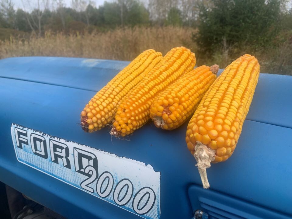 Whole Ear Corn Feed – 25 lb Bag | Squirrel, Bird & Critter Feed | Michigan Grown