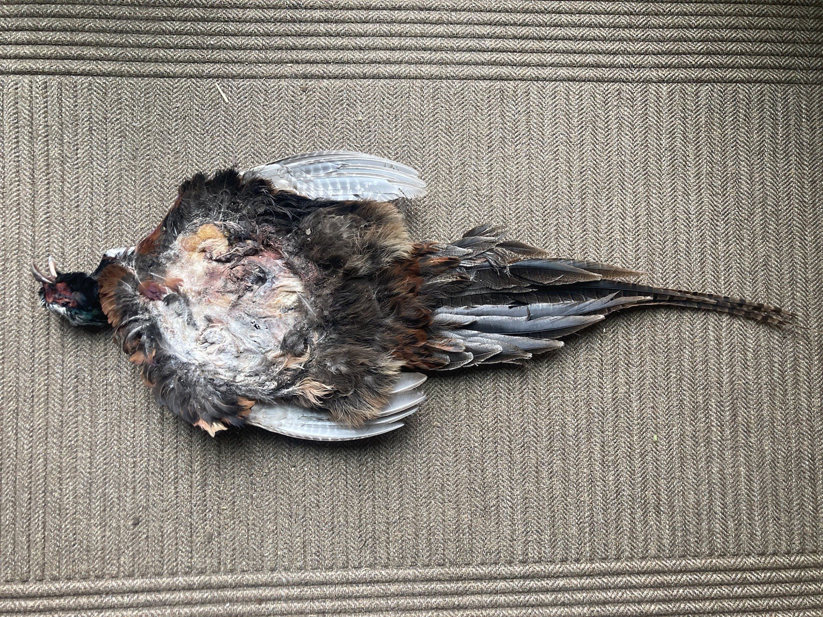 Rooster RINGNECK PHEASANT SKIN 2 Wings Tail Feathers Wall Art Taxidermy Man Cave