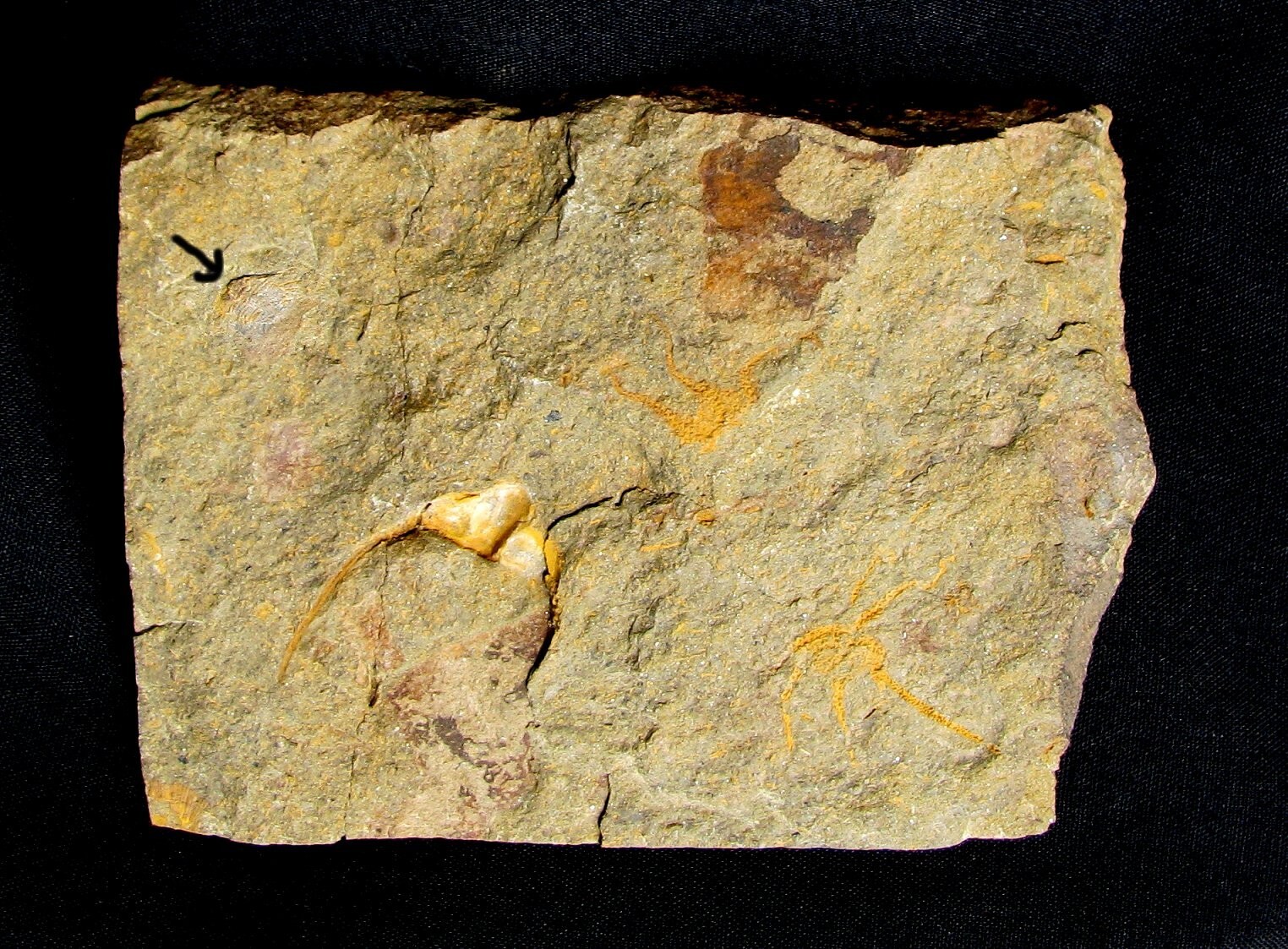 VERY RARE DIACANTHASPIS, CRYPTOLITHUS, AND 2 BRITTLESTARS PLATE - SWATARA GAP!