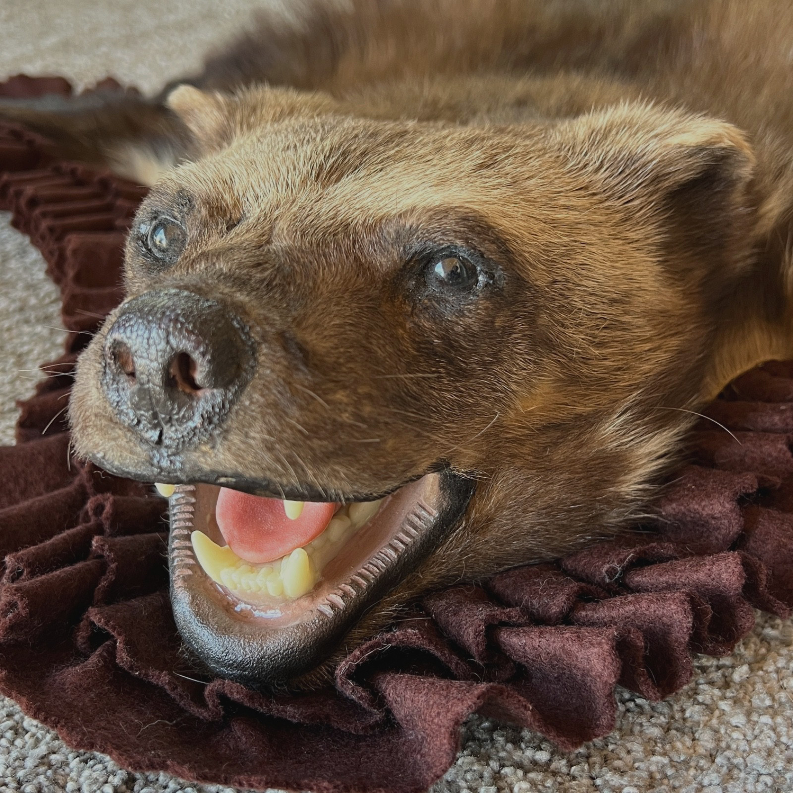 WOLVERINE Full Skin Rug Mount CANADA - Alaska Taxidermy Open Mouth Vintage