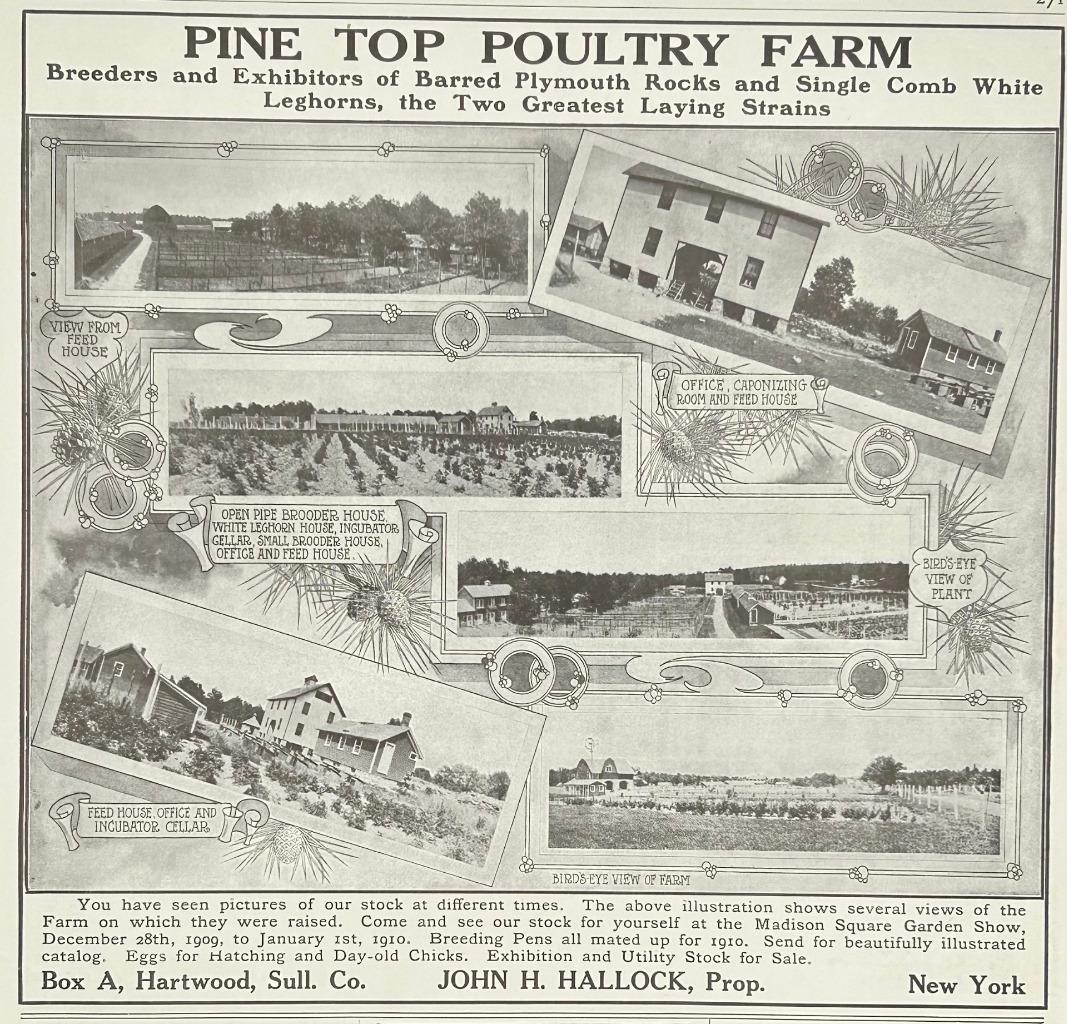 Magazine Ad - 1910 - Pine Top Poultry Farm - Hartwood, Sullivan County, NY - 1