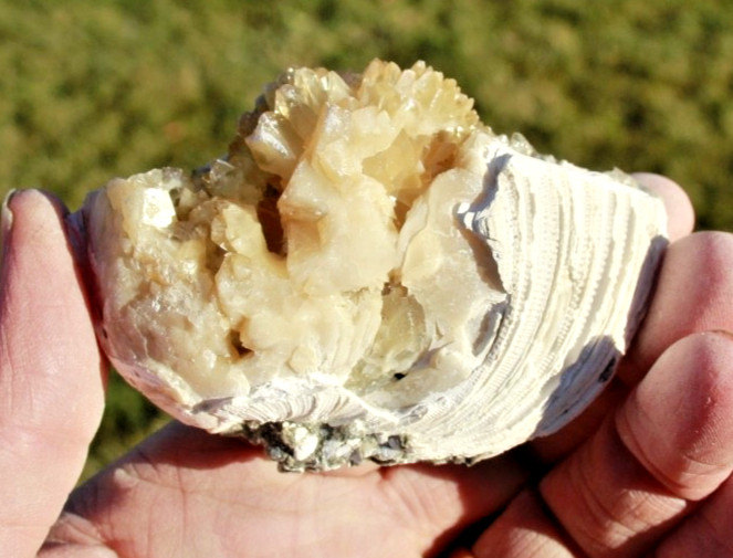 Fluorescent Fossil Crystal Clam from Ruck's Pit, Florida • Mercanaria permanga