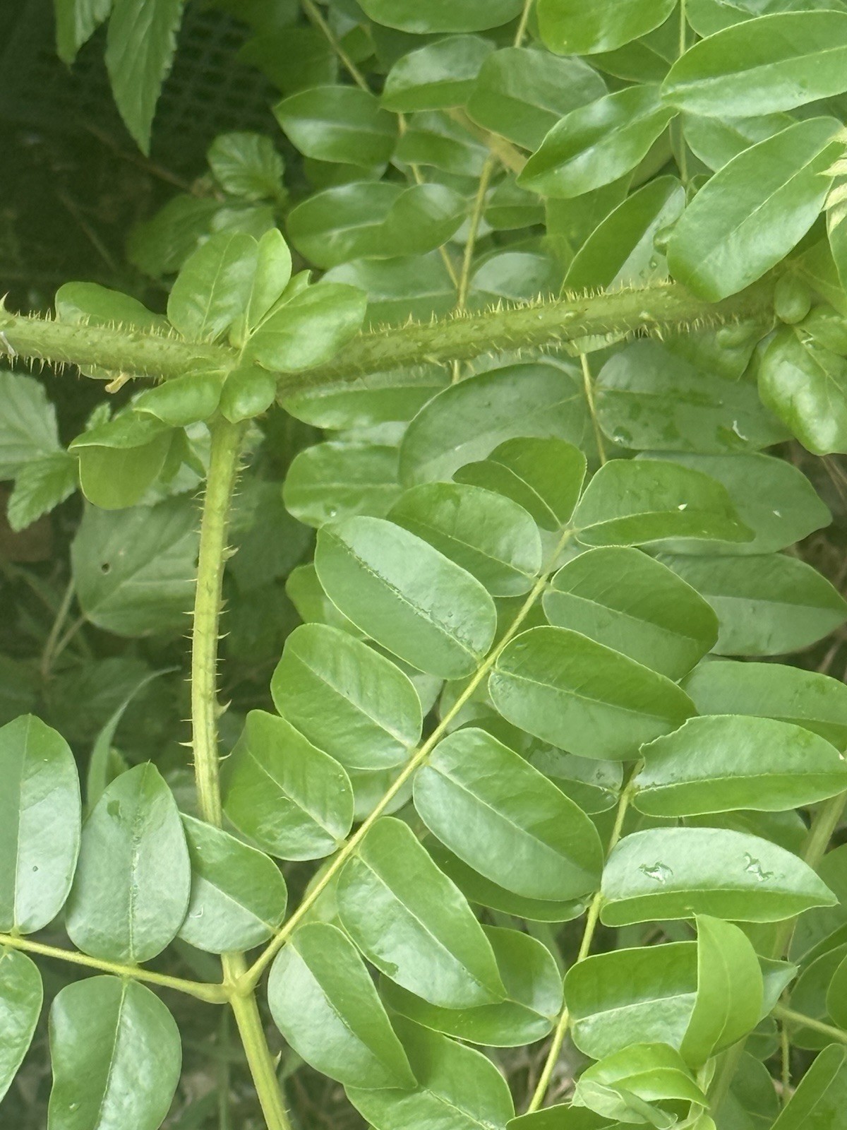 EWE QUITA MALDICION PLANTA HIERBA religion yoruba ifa africana santeria