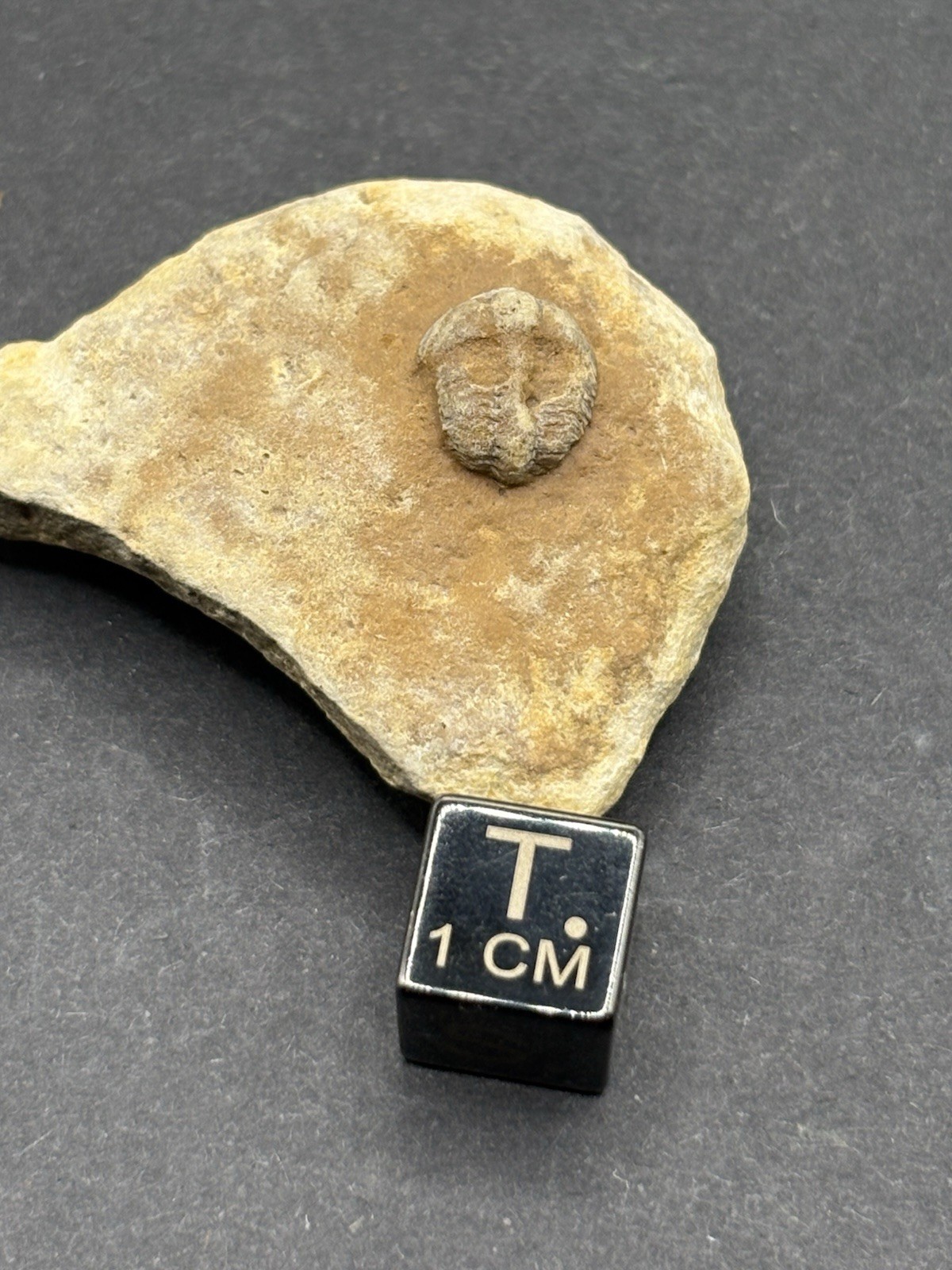 Trilobite Fossil Lot on Matrix-Conasauga Formation, Floyd county, Georgia.