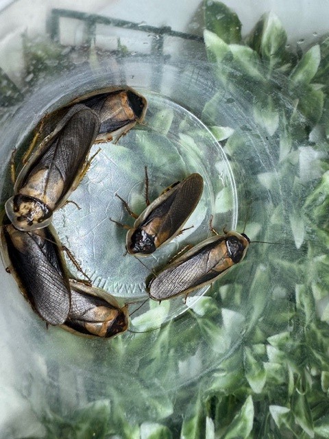 Dubia Feeder Roaches Arboreal Attitudes LLC (Blaptica Dubia)