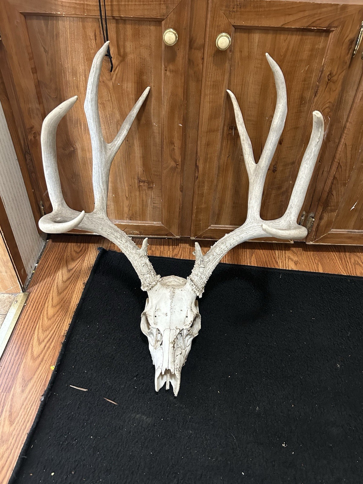 10 Point Mile Deer Dead Grade B Mount