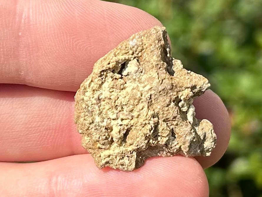 Alabama Fossil Starfish Cast Mississippian Age Bangor Limestone Formation