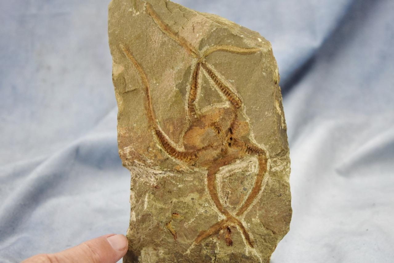 Brittle Star Starfish 450myo FOSSIL 274mm GEOCOMA CORINATA 6.5" 165mm 5019bb