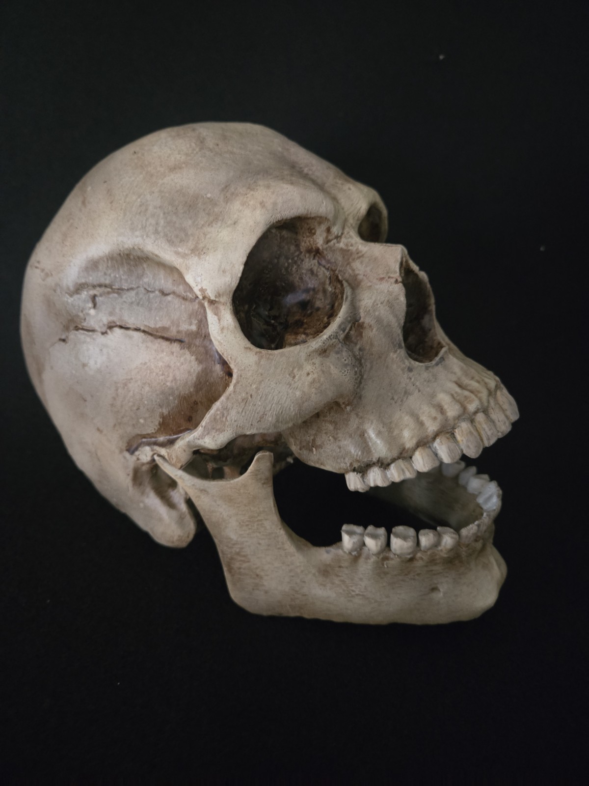 Skull Human With Jaw "Large Life Size" Realistic Replica