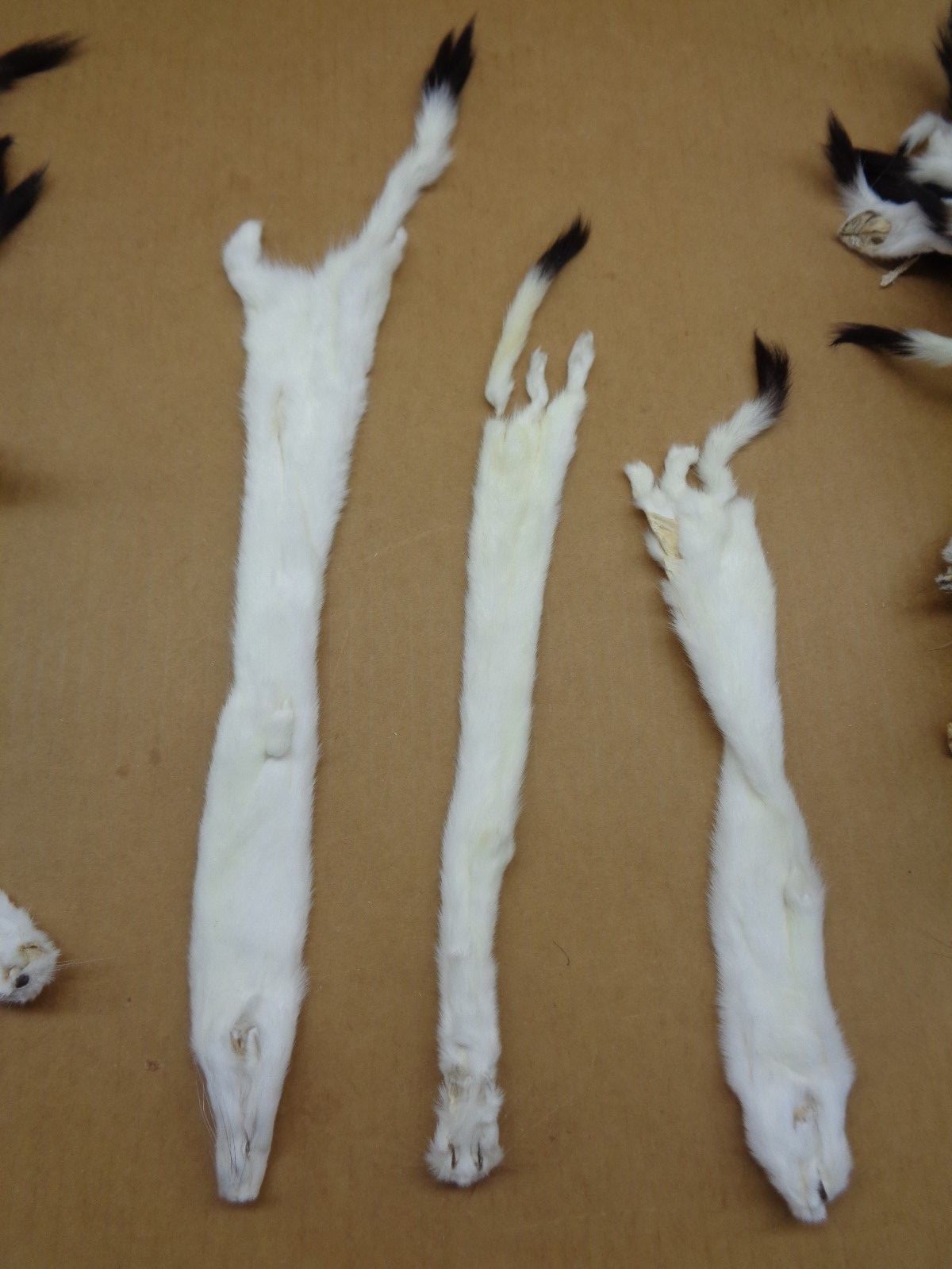 #2 Quality Tanned Ermine with full Tail/Weasel/Fur/Crafts/Stocking Stuffers