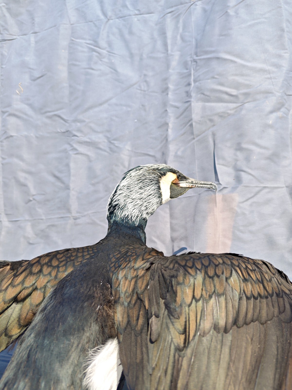 Phalacrocorax Taxidermia