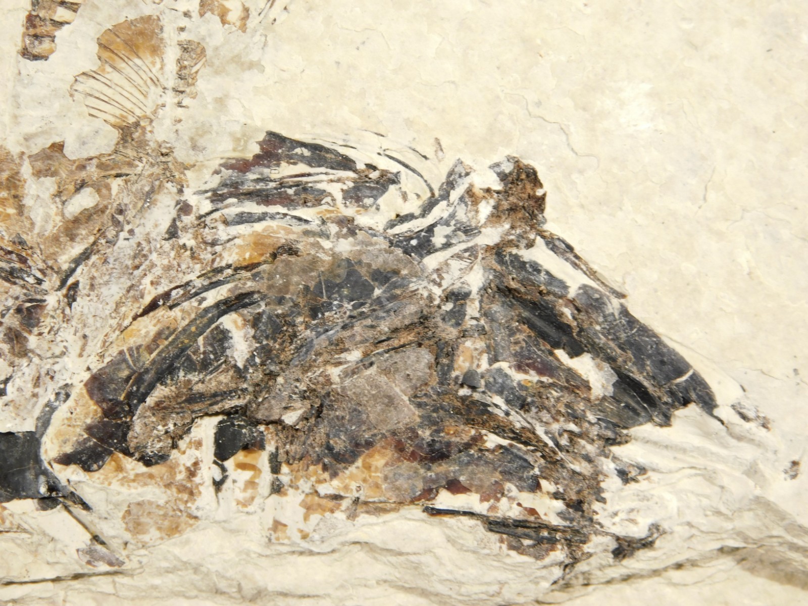 TWO! 100% Natural Knightia FISH Fossils From Wyoming! 282gr