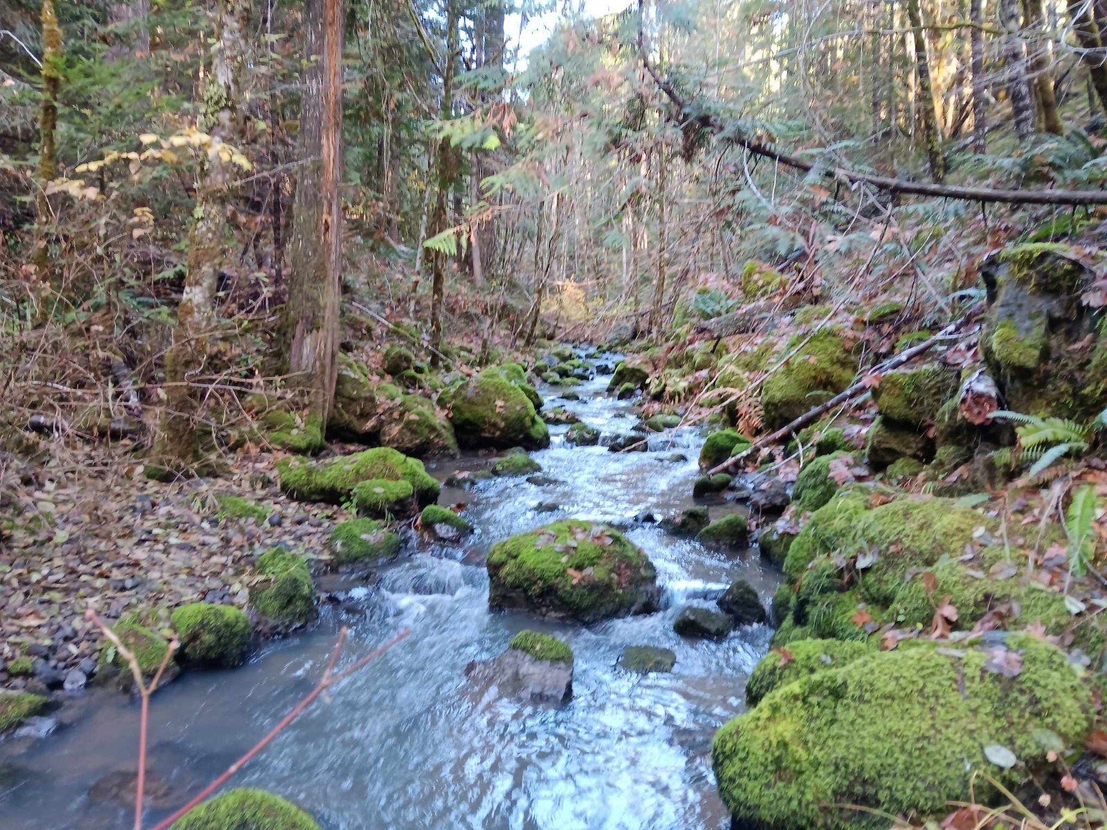 Republic Mining Prospectors Association Membership. Access to 18 Mining Claims.