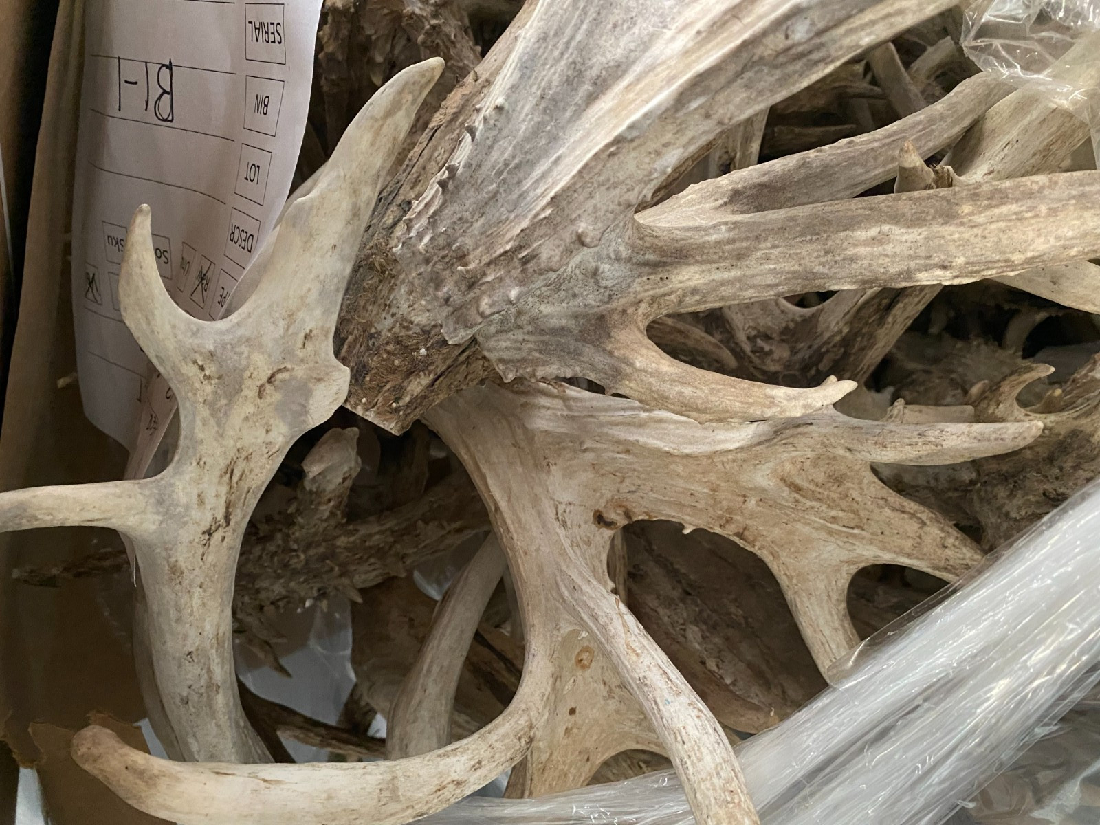 Bulk Deer Antlers Whole Racks – Grade B/C - For Crafts or Dogs