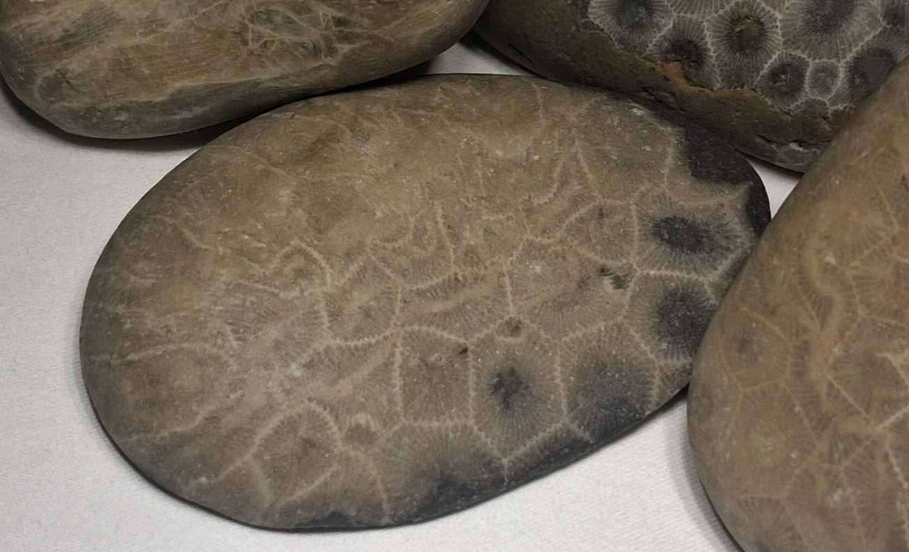 Michigan Petoskey Stone Lot 1 Pound Unpolished Natural Great Lakes Fossil Coral