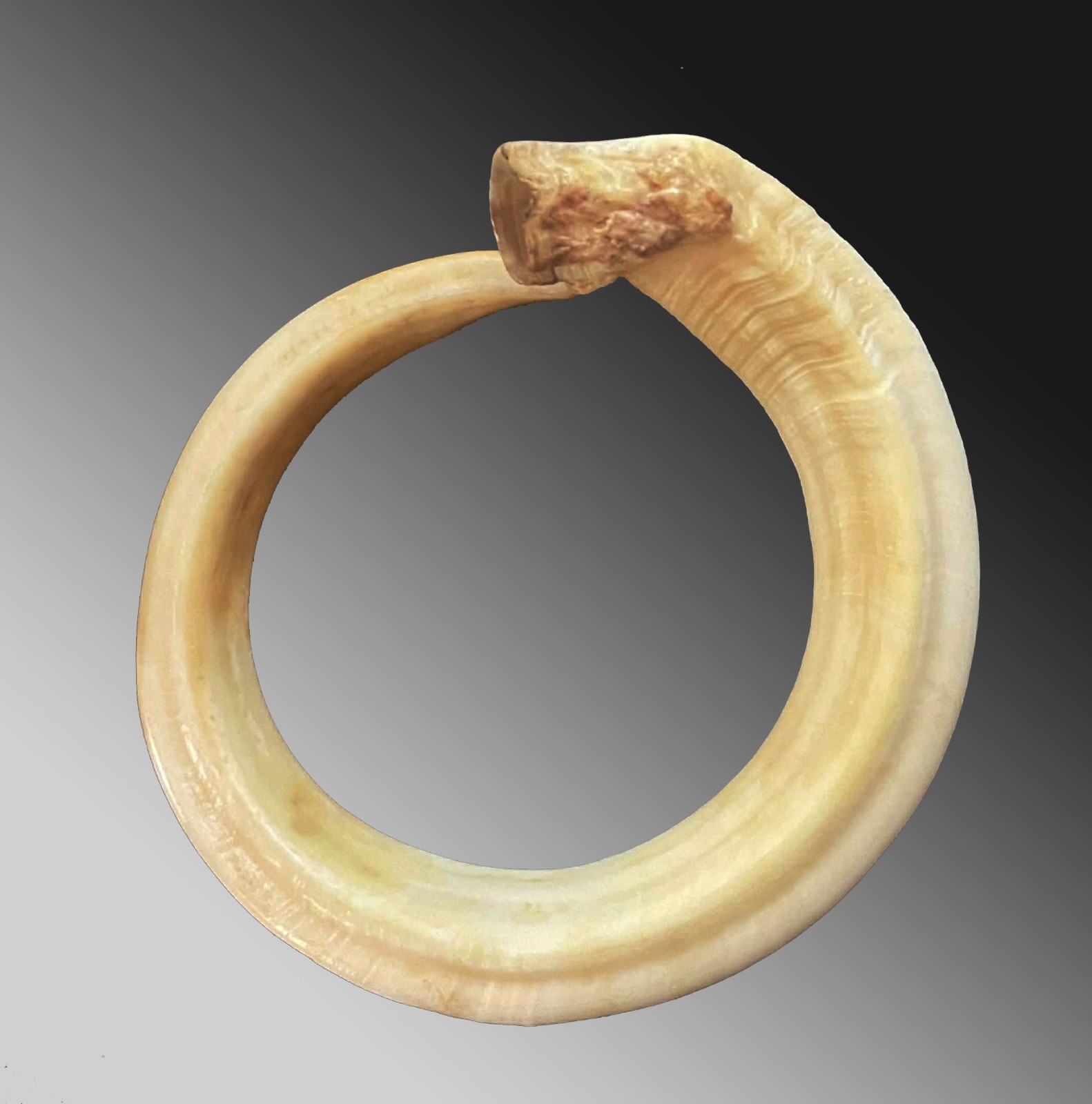Pig tusk bracelet Currency exchange Vanuatu