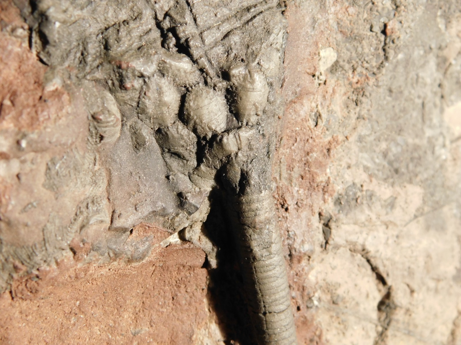 wOw BIG!! 430 Million Year Old! CRINOID Fossil or Sea LILY Fossil Morocco 1801gr