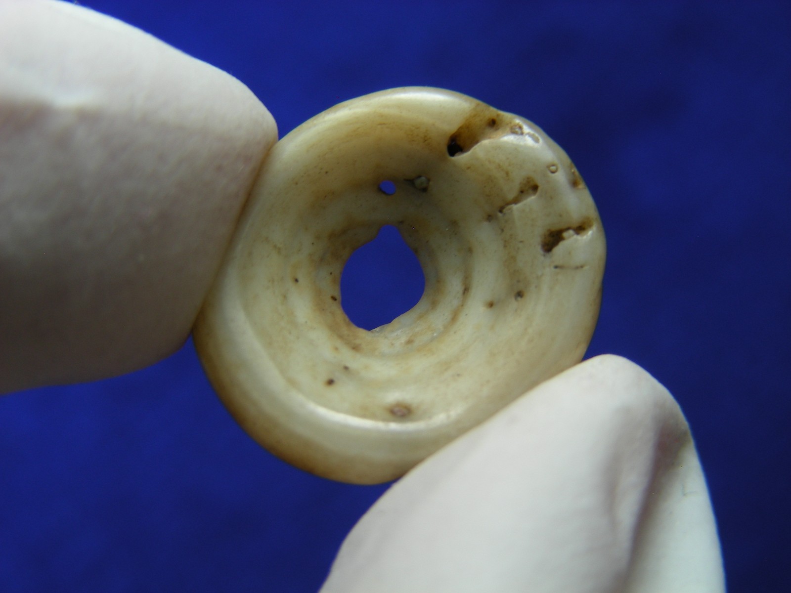 EXCELLENT DRILLED SHELL BEAD 11/16" TENNESSEE Authentic Indian Artifacts