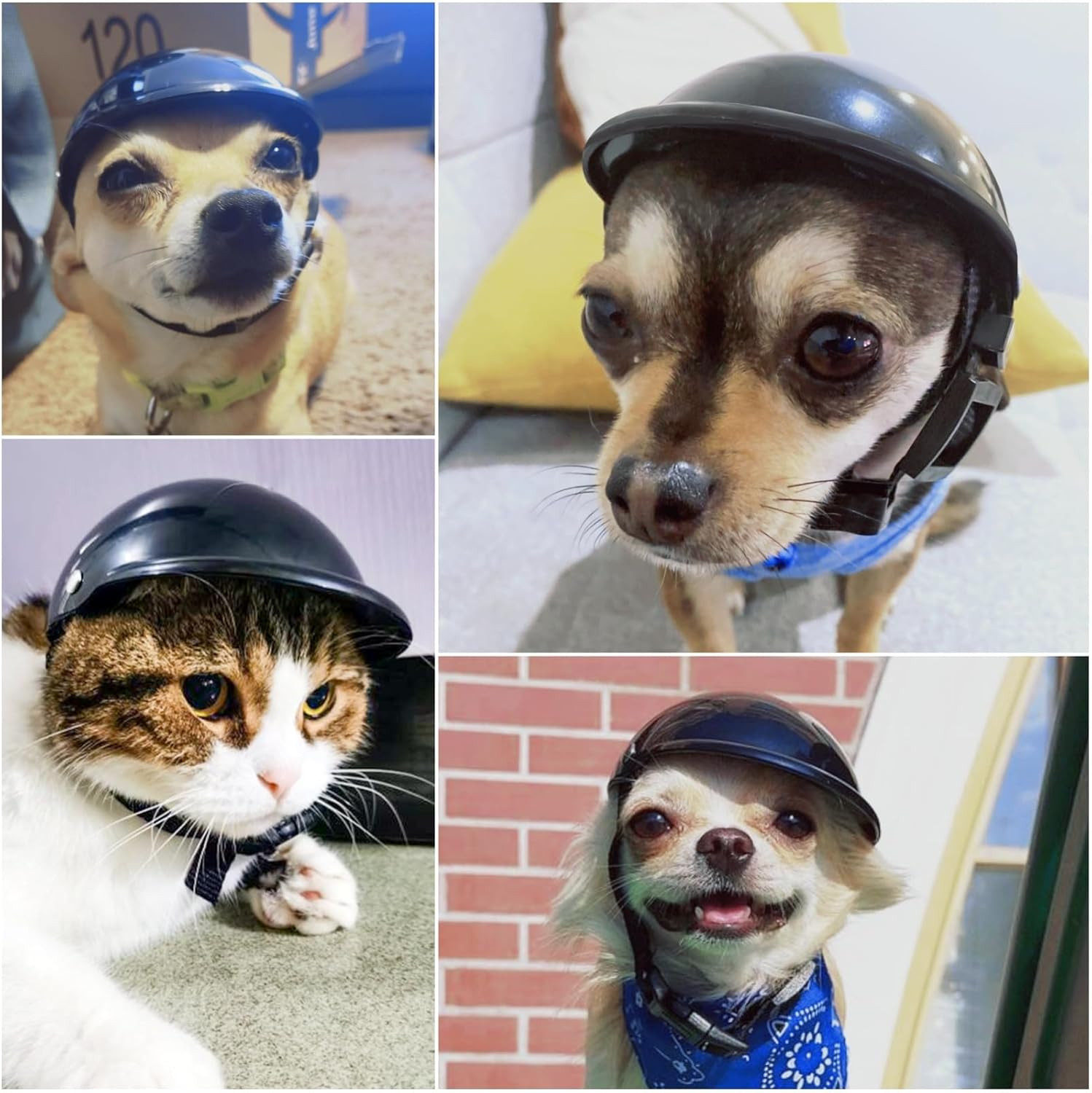 Dog Helmet for Small Dogs, Motorcycle Dog Helmets Chihuahua Helmet, Outdoor Bike