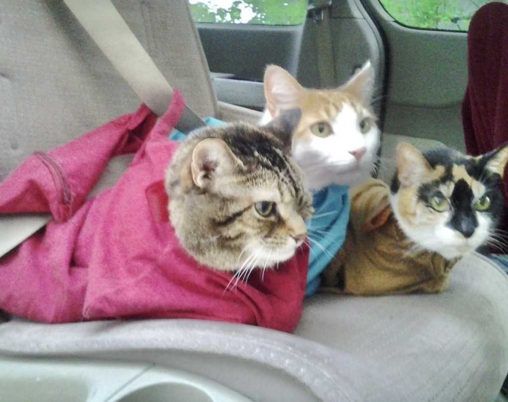 Cat-In-The-Bag Cozy Comfort Sack Bag Carrier Blue L-XL NWOT