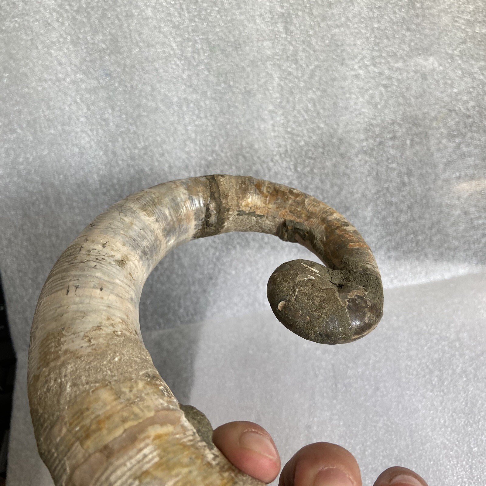 1242g215mm Big Repaired Ancyloceras Ammonite Fossil Sutures Crystal Display Mad