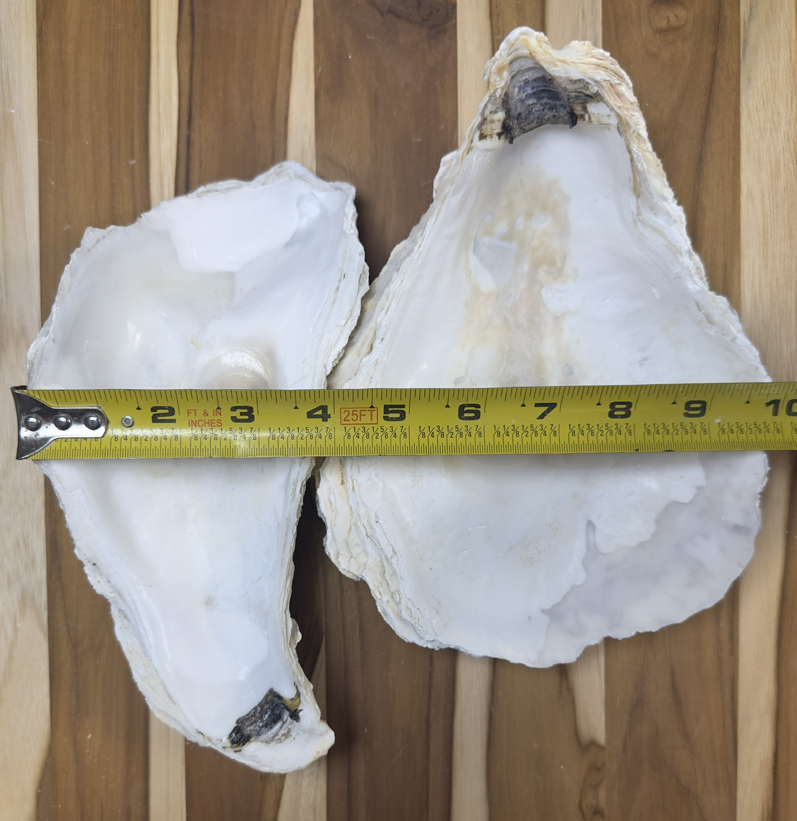 12 Oyster Shells Cup Side 7-9” Bulk Clean No Smell Art Jewelry Dish