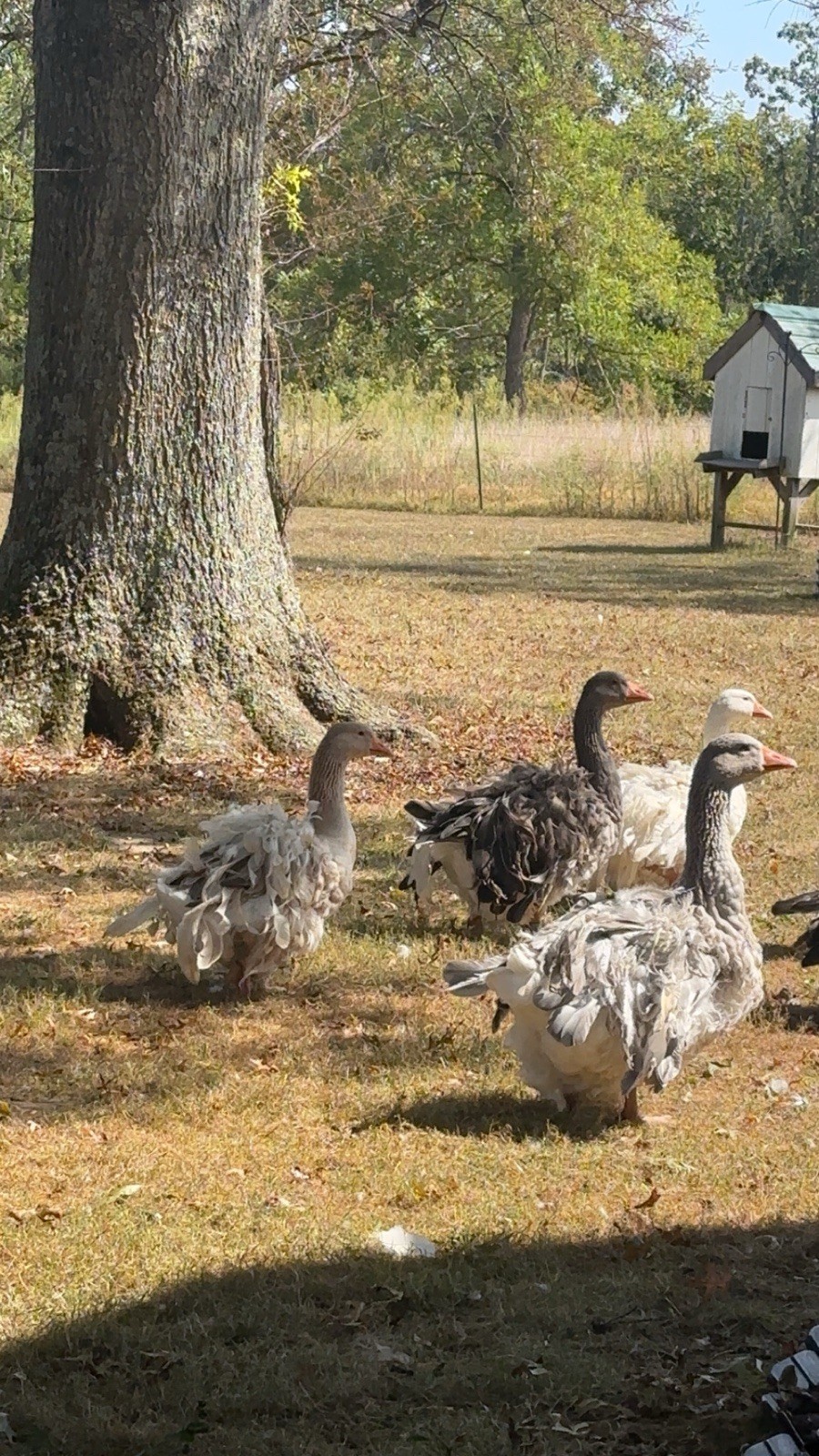 Sebastopol Goose X Dewlap Toulouse Fertile Hatching Egg