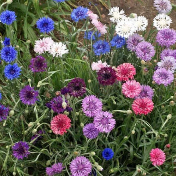 Landscaper's Pack Cornflower Bachelor Button DWARF MIX Non-GMO 1500 Seeds!