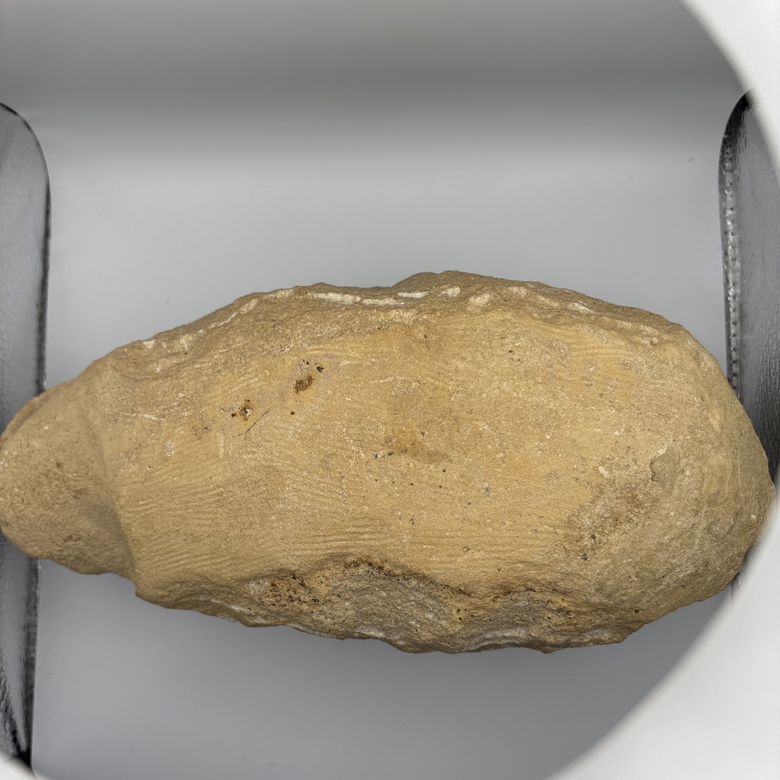 Vinctifer Comptoni Fossil Fish, Brazil, 99-112 million yrs old 9 inches 2 halves