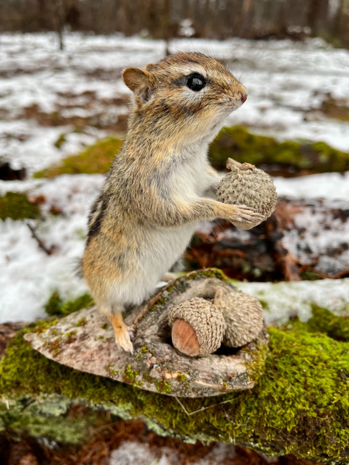 Chipmunk Taxidermy, Eastern Chipmunk Mount, Squirrel Taxidermy, Nature,Gift! NEW