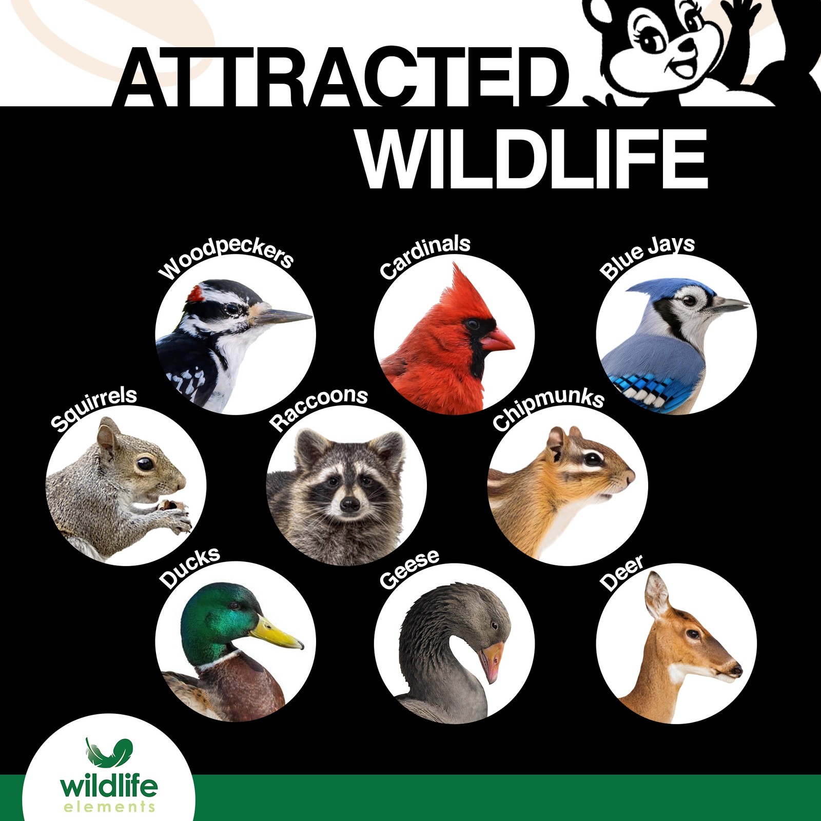 Wildlife Elements Shelled Peanuts for Birds, Squirrels, Wild Animal Food, 25lb