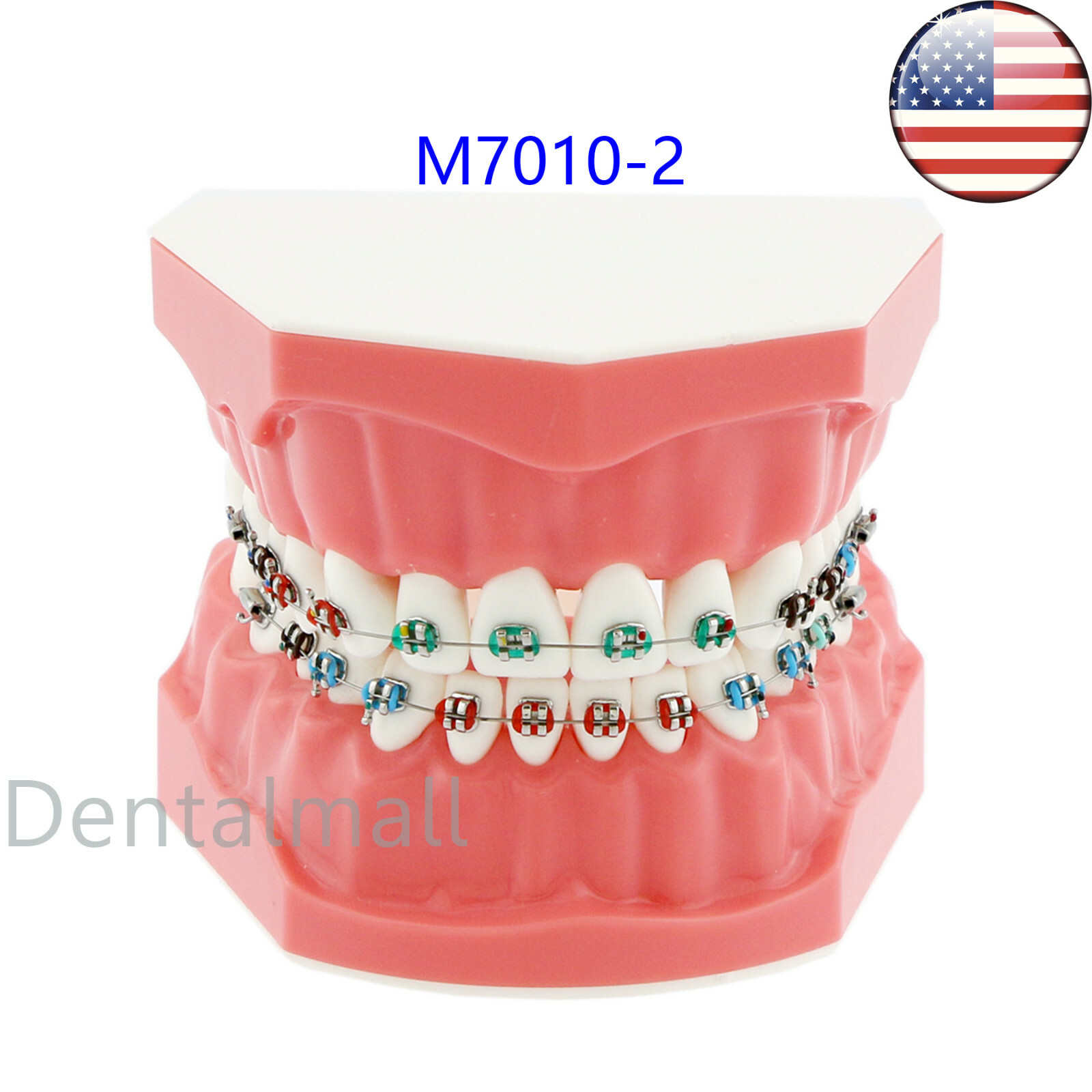 US Dental Teach Typodont Demonstration Teeth Model with Braces For Patient Study