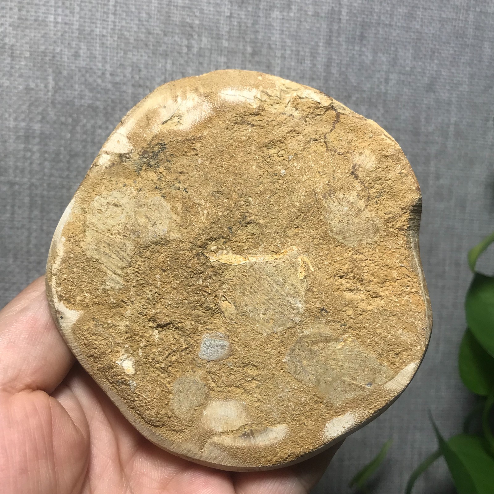 226g Starfish Crystal Specimen 01